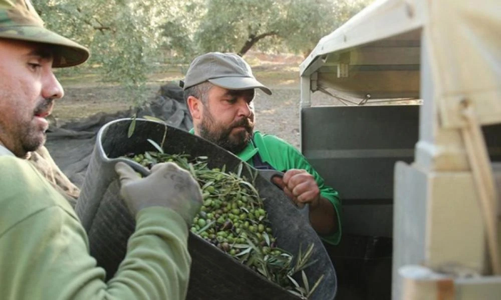 Προβληματισμός και ανησυχία στους ελαιοπαραγωγούς της Κρήτης για το ύψος της παραγωγής